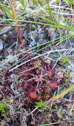 Round-leaved sundew (Drosera rotundifolia)
