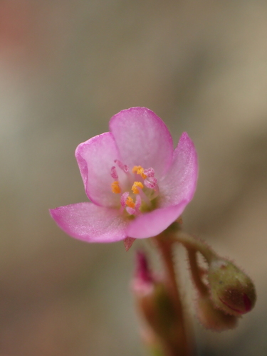 Spoonleaf sundew (Drosera spatulata)