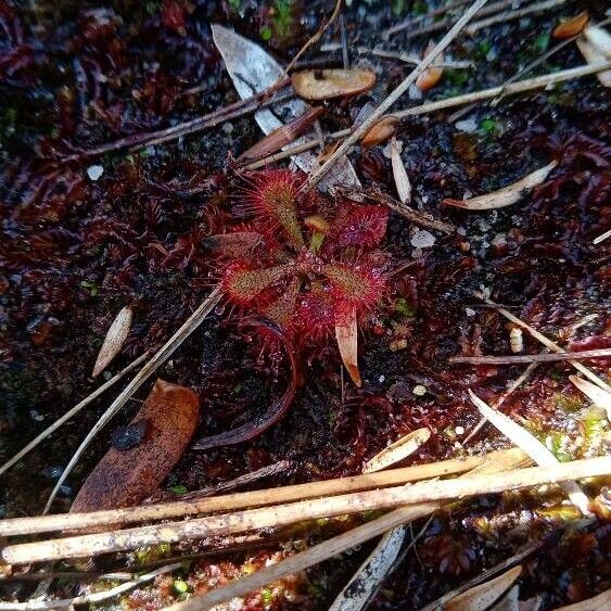 Spoonleaf sundew (Drosera spatulata)