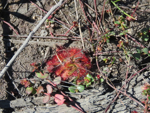 Spoonleaf sundew (Drosera spatulata)