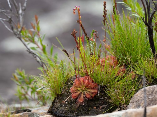 Spoonleaf sundew (Drosera spatulata)