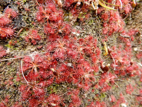Spoonleaf sundew (Drosera spatulata)