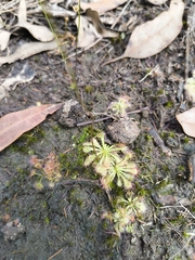 Spoonleaf sundew (Drosera spatulata)