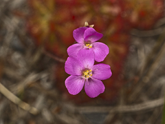 Spoonleaf sundew (Drosera spatulata)