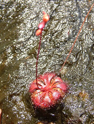 Spoonleaf sundew: Drosera spatulata var. bakoensis growing in Bako National Park. Image has been used on Micronesian postage stamp .