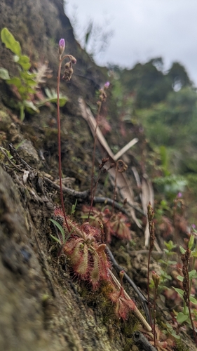 Spoonleaf sundew (Drosera spatulata)