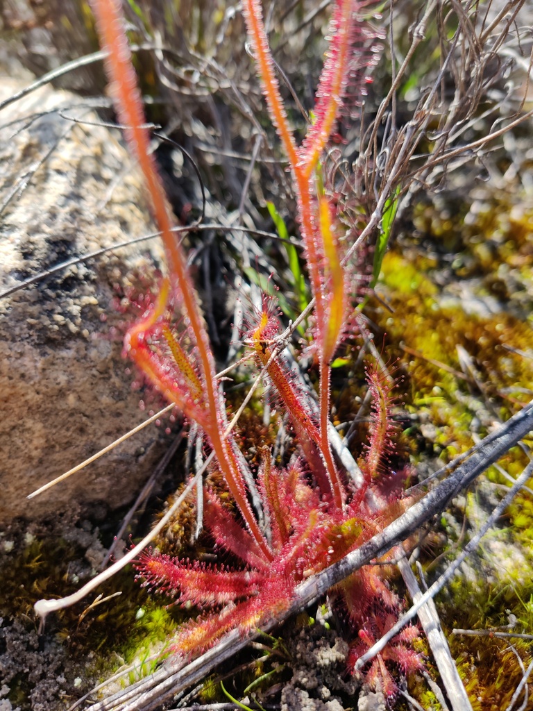 Drosera variegata (Drosera variegata)