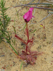Drosera variegata (Drosera variegata)