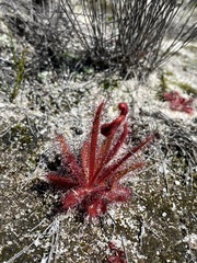 Drosera variegata (Drosera variegata)