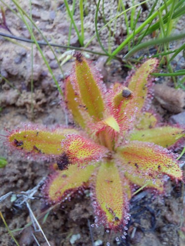 Drosera variegata (Drosera variegata)