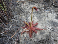 Drosera variegata (Drosera variegata)