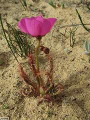 Drosera variegata (Drosera variegata)