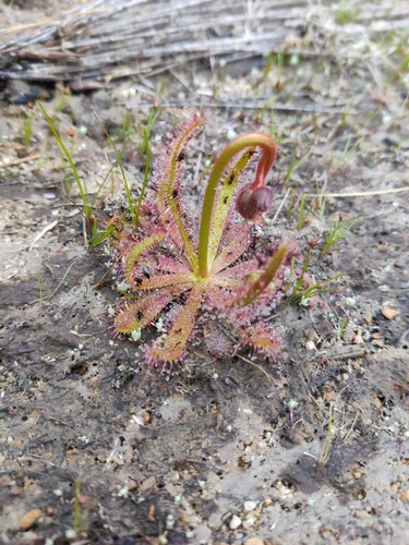Drosera variegata (Drosera variegata)