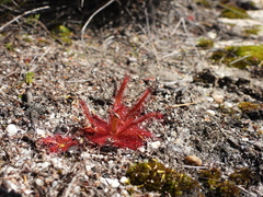 Drosera variegata (Drosera variegata)