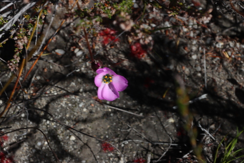 Drosera variegata (Drosera variegata)