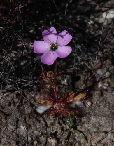 Drosera variegata (Drosera variegata)
