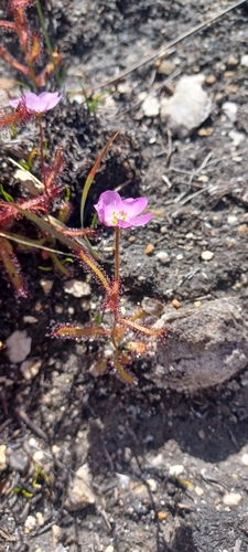 Drosera variegata (Drosera variegata)
