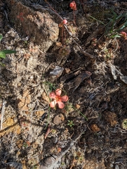 Drosera walyunga (Drosera walyunga)