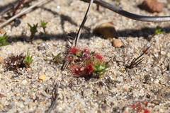 Drosera walyunga (Drosera walyunga)