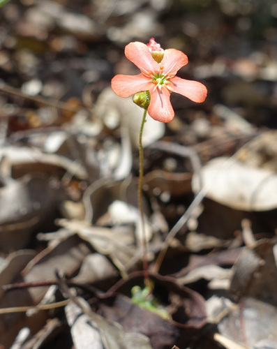 Drosera walyunga (Drosera walyunga)