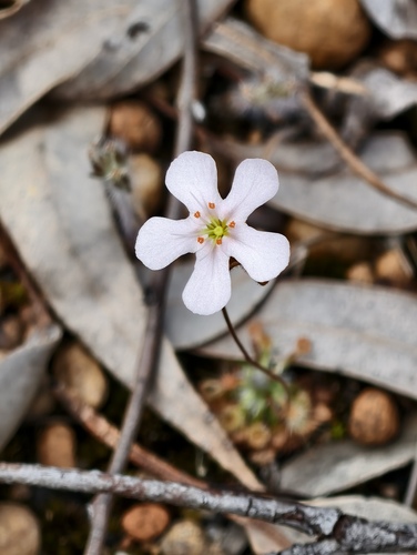 Drosera walyunga (Drosera walyunga)