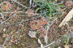 Drosera walyunga (Drosera walyunga)