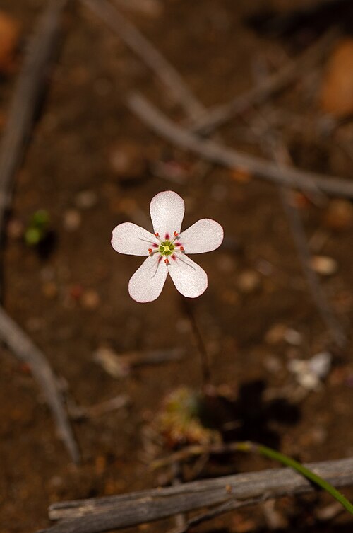 Drosera walyunga: Drosera walyunga in Australia