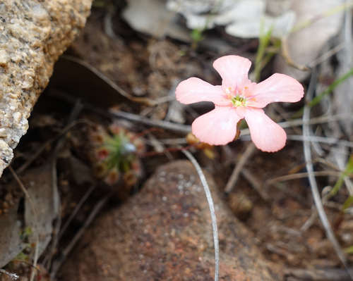 Drosera walyunga (Drosera walyunga)
