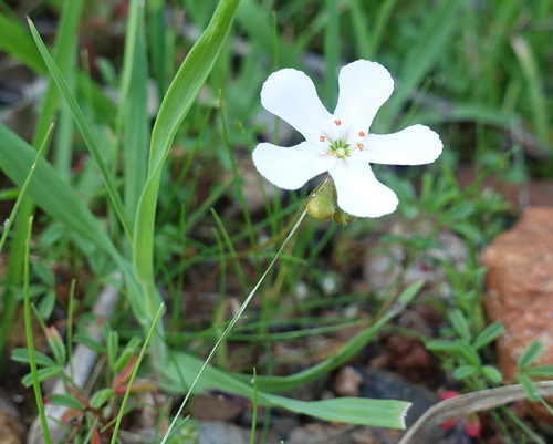 Drosera walyunga (Drosera walyunga)