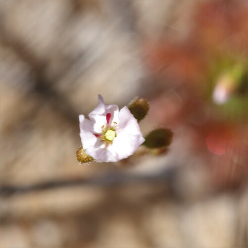 Drosera × sidjamesii (Drosera × sidjamesii)