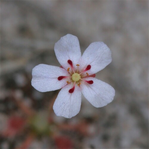 Drosera × sidjamesii (Drosera × sidjamesii)