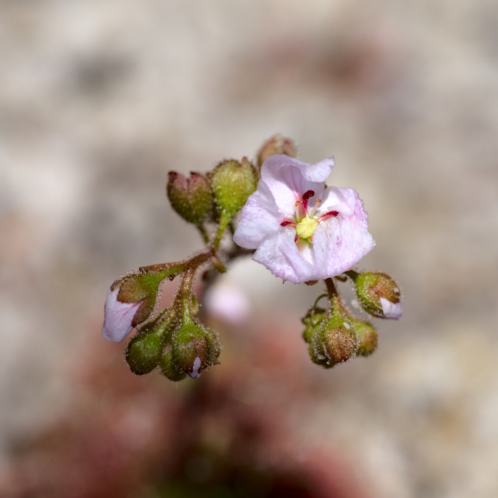 Drosera × sidjamesii (Drosera × sidjamesii)