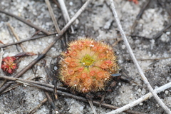 Drosera × sidjamesii (Drosera × sidjamesii)