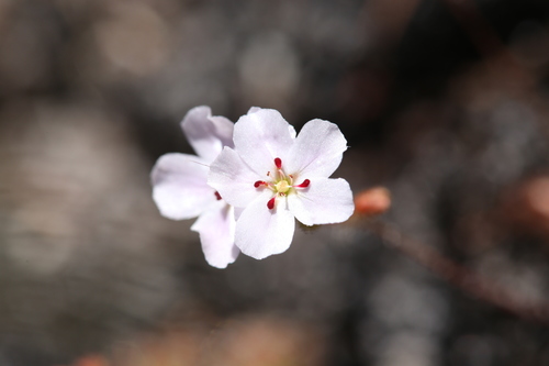 Drosera × sidjamesii (Drosera × sidjamesii)