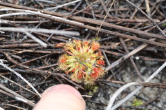 Drosera × sidjamesii (Drosera × sidjamesii)