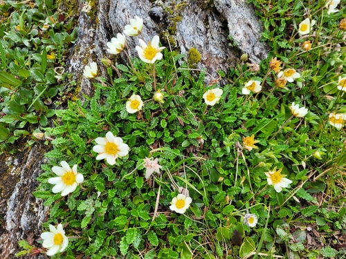 Eightpetal mountain-avens (Dryas octopetala)
