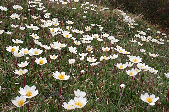 Eightpetal mountain-avens: Mountain Avens (Dryas octopetala) Drifts of white-and-yellow blooms by the Traligill River.