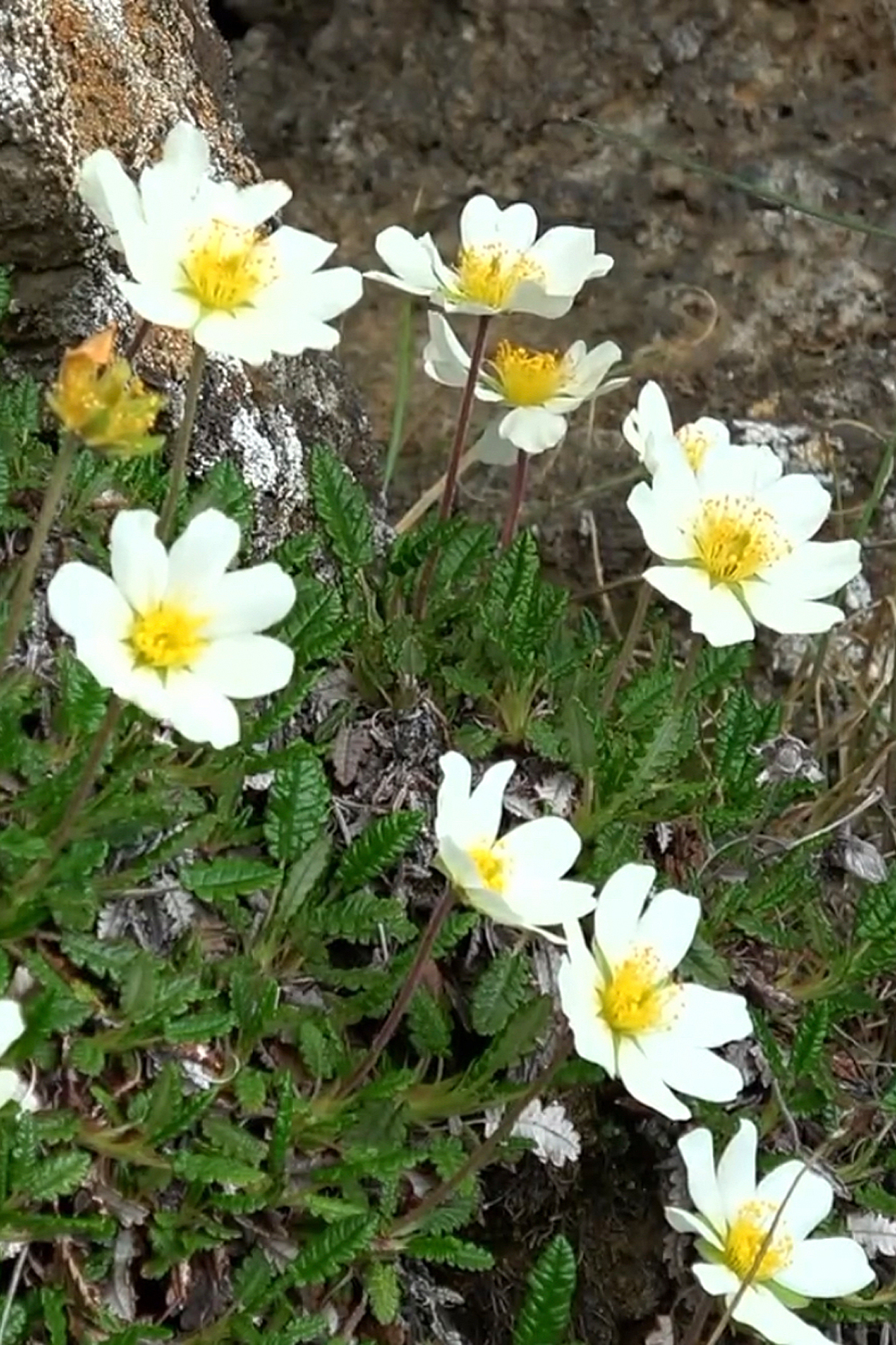 Eightpetal mountain-avens: Eightpetal mountain-avens (Dryas octopetala), a plant native to the high mountains of Europe and arctic countries (Iceland, Norway). Mountain avens is extremely