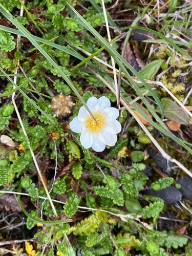 Eightpetal mountain-avens