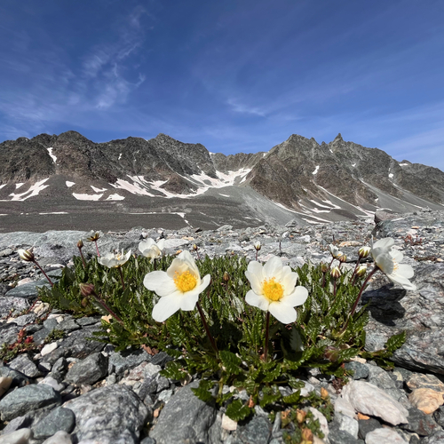 Eightpetal mountain-avens (Dryas octopetala)
