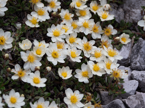 Eightpetal mountain-avens (Dryas octopetala)