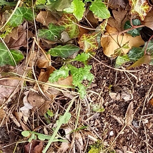 Eightpetal mountain-avens (Dryas octopetala)