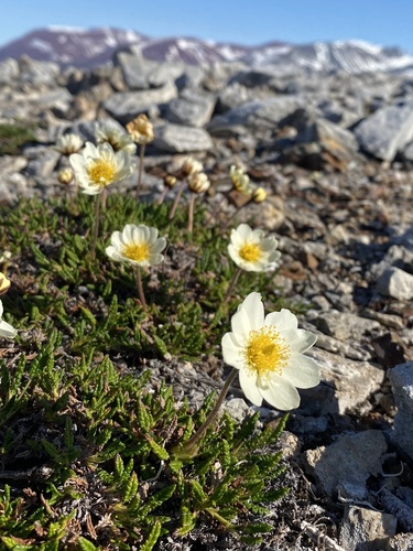 Eightpetal mountain-avens (Dryas octopetala)