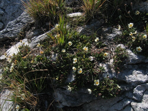 Eightpetal mountain-avens (Dryas octopetala)