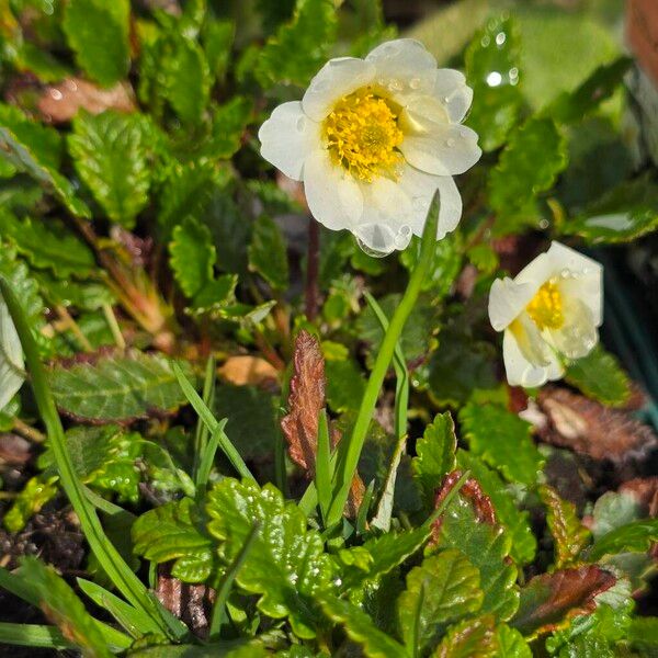 Eightpetal mountain-avens (Dryas octopetala)