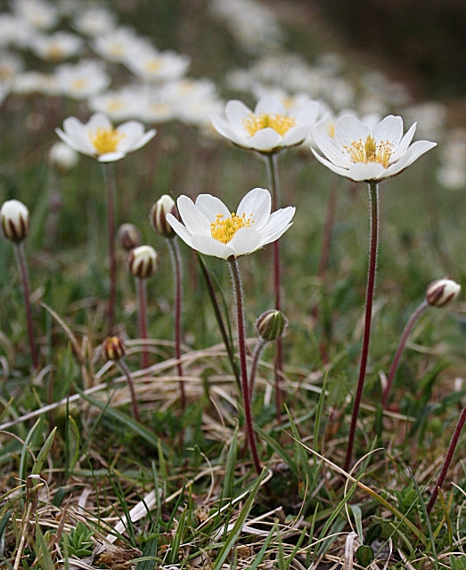 Eightpetal mountain-avens: Mountain Avens (Dryas octopetala) Though rare overall in Britain, this attractive plant flowers profusely on the Durness Limestone of north-west Sutherland.