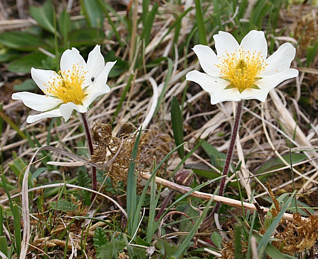 Eightpetal mountain-avens: Mountain Avens (Dryas octopetala) This is a rarity, growing only on limestone in mountains, though it is found at sea level in the north. As its name implies, i