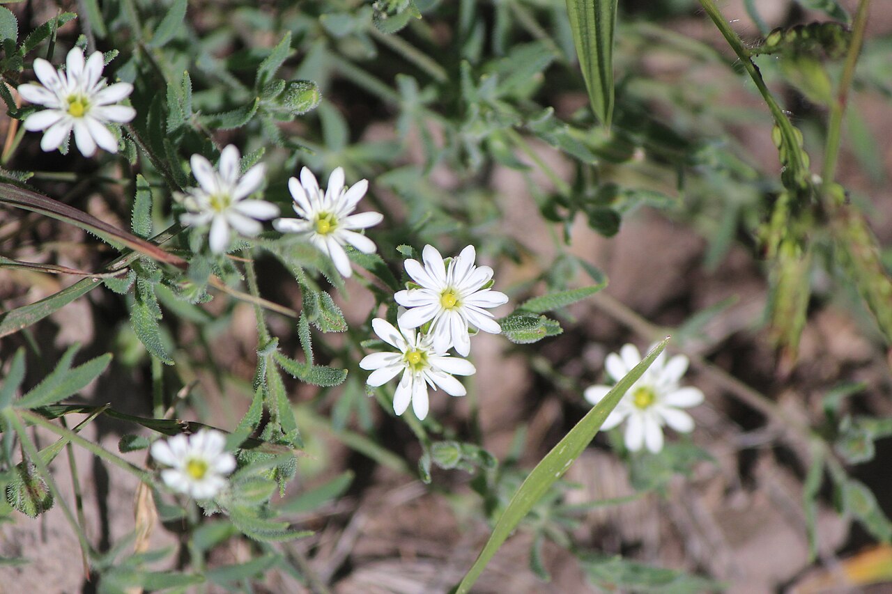 Sandwort drymary: lightning weed