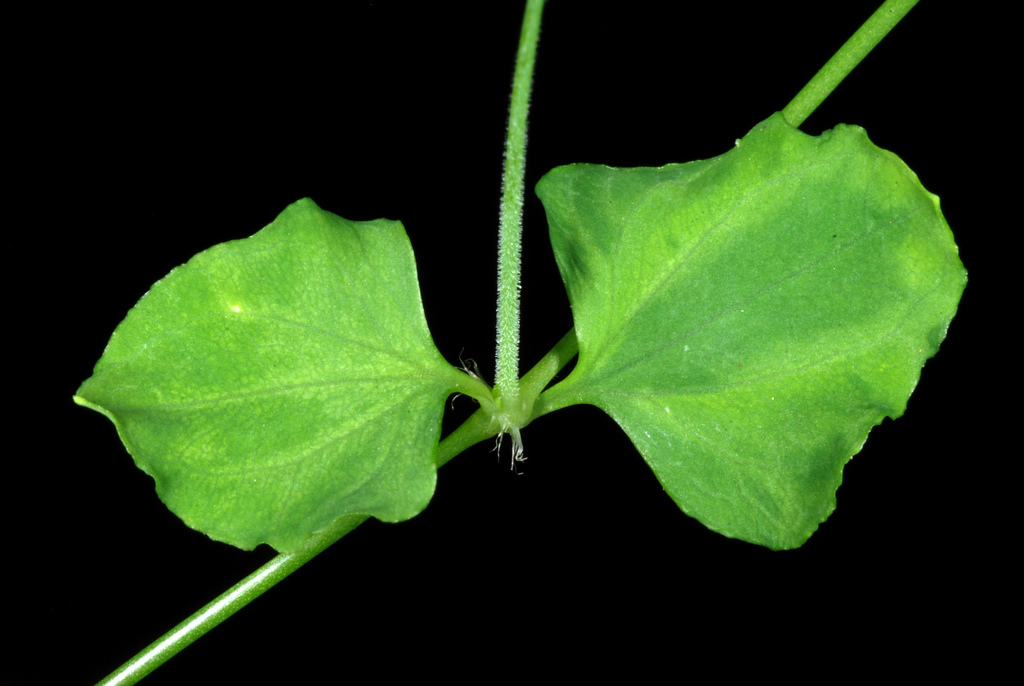Whitesnow (Drymaria cordata)