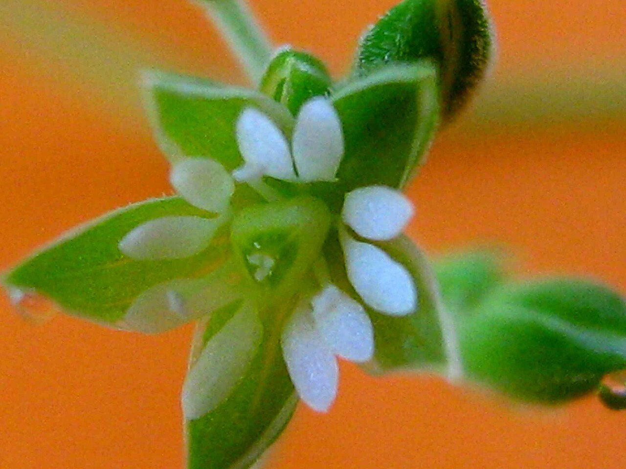 Whitesnow: Drymaria cordata (L.) Willd. ex Roem. & Schult.